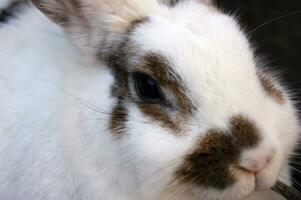 Cute white fluffy rabbit on outdoor photo