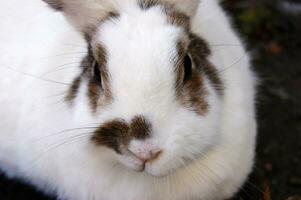 Cute white fluffy rabbit on outdoor photo