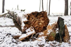 Fallen pine tree with splintered trunk in coniferous forest. photo