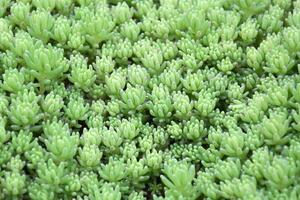 Sedum. Stonecrop. Beautiful herbal abstract background of nature. photo