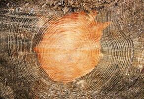 Cross section log texture. photo