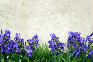 Violet flowers irises with herbs on a stone white background. photo