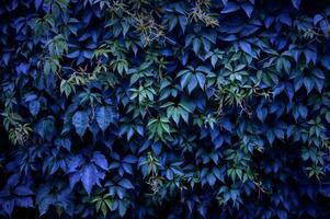 Under the blue filter, green creeper leaves on the wall. photo