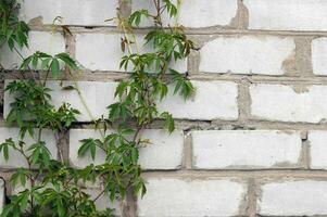 Thickets of wild grapes on a white brick wall. photo