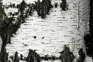 Pattern of birch bark with black stripes on white bark. photo
