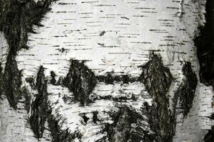 Pattern of birch bark with black stripes on white bark. photo