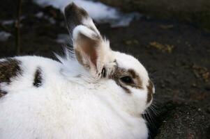 Cute white fluffy rabbit on outdoor photo