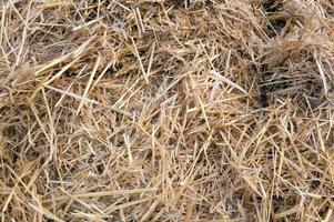 Hay texture. Hay bales are stacked in large stacks. photo