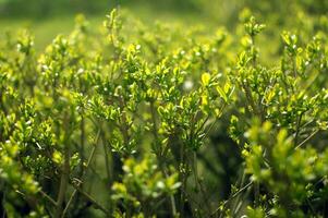 Ornamental green shrub in macro photography. Natural background. photo