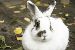 Cute white fluffy rabbit outdoors. photo