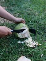 the process of a man almost splitting a young coconut photo