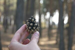 Fir cones on the forest floor with intentional shallow depth of field photo