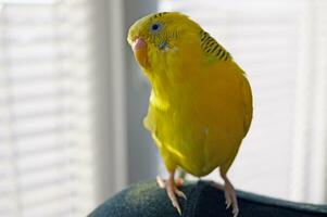 Cute yellow budgie parrot looking at the camera photo