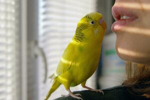 Cute yellow budgie parrot looking at the camera photo