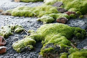 Selective focus on bright green moss on a slate roof. photo