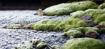 Selective focus on bright green moss on a slate roof. photo