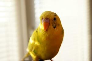 Cute yellow budgie parrot looking at the camera photo