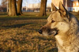 Siberian husky dog portrait in a city park. photo
