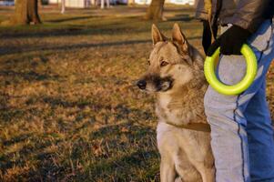 West Siberian Husky is sitting next to his master. The owner is holding a rubber toy. photo