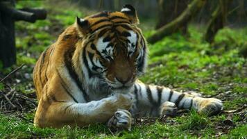 video van Siberisch tijger in dierentuin