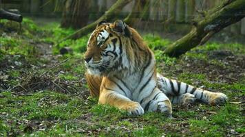 video van Siberisch tijger in dierentuin