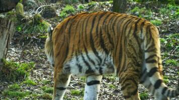 Video von sibirisch Tiger im Zoo