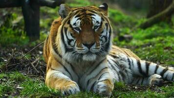 vidéo de sibérien tigre dans zoo video