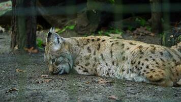 video di eurasiatico lince nel zoo