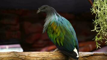 Video of Nicobar pigeon in zoo