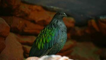 Video of Nicobar pigeon in zoo