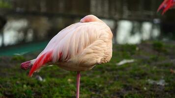 video av större flamingo i Zoo