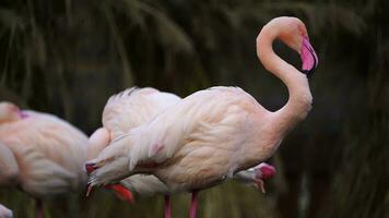 video van groter flamingo in dierentuin