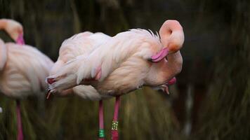 video van groter flamingo in dierentuin