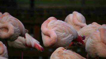 video av större flamingo i Zoo