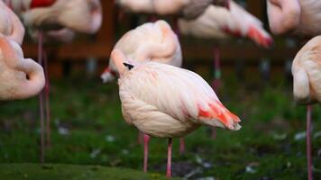 video van groter flamingo in dierentuin