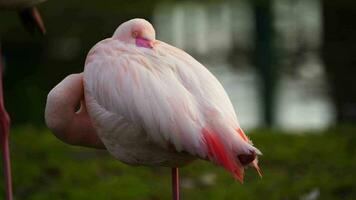 vídeo do maior flamingo dentro jardim zoológico video