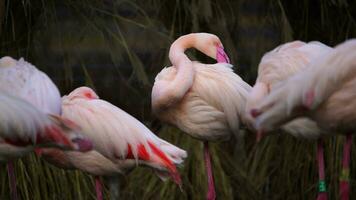 Video of Greater flamingo in zoo