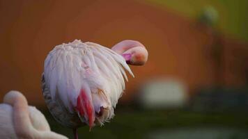 vidéo de plus grand flamant dans zoo video