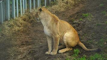 Lion in zoo video