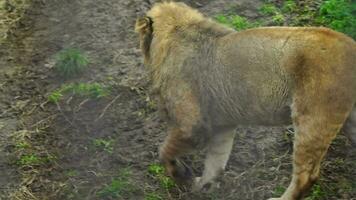 lion au zoo video