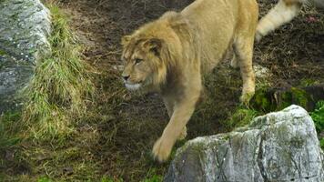 lion au zoo video
