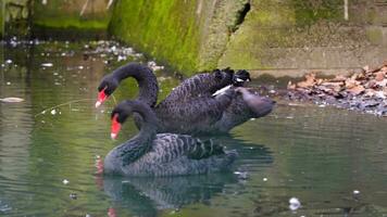 vidéo de noir cygne video