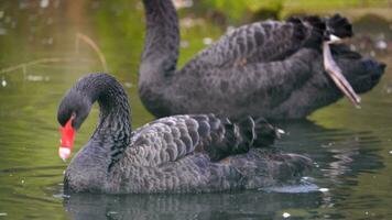 Video von schwarz Schwan