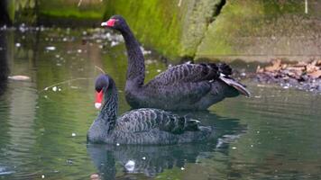 Video von schwarz Schwan