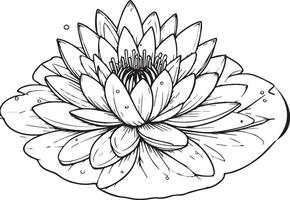 Lotus flower coloring book hand drawn botanical spring elements bouquet of waterlily line art, coloring page, vector sketch, artistic simplicity doodle art, Easy waterlily flower drawing, pansy flower