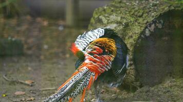 Lady Amherst's pheasant video