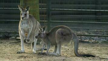 video av östra grå känguru