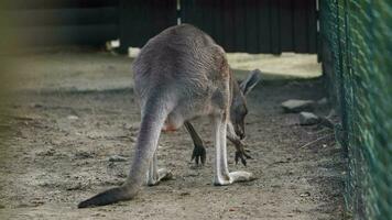 Video of Eastern grey kangaroo