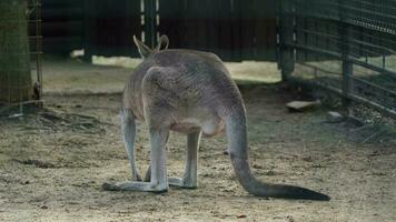 Video of Eastern grey kangaroo