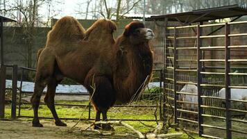 vidéo de bactriane chameau dans zoo video